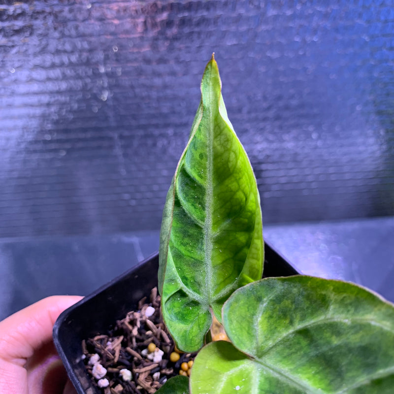 FS68-8 Anthurium Silver Blush x Domino Variegated
