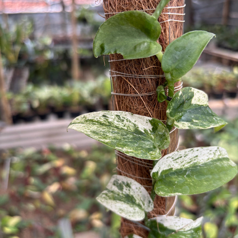 Rhaphidophora Korsthalsii Albo