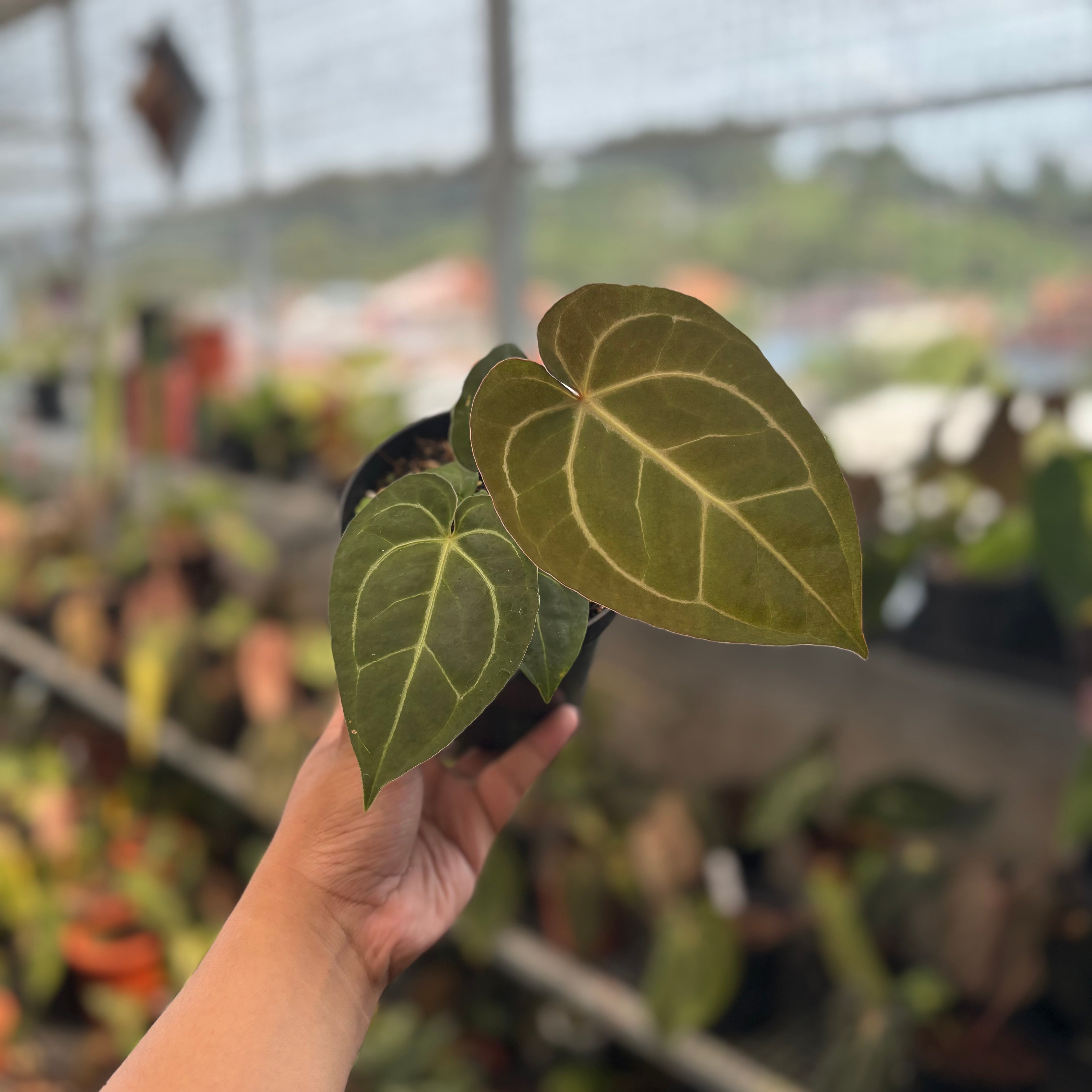 Anthurium Papillilaminum x Michelle — Aroidasia