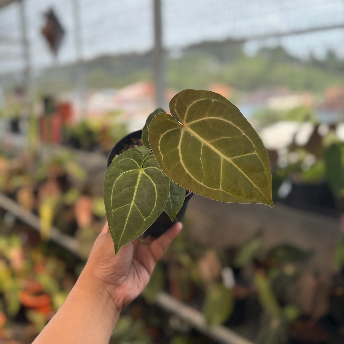 Anthurium Papillilaminum x Michelle — Aroidasia