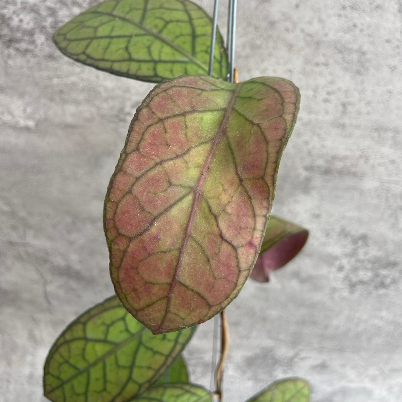 FS22-10 Hoya SP Tanggamus Red