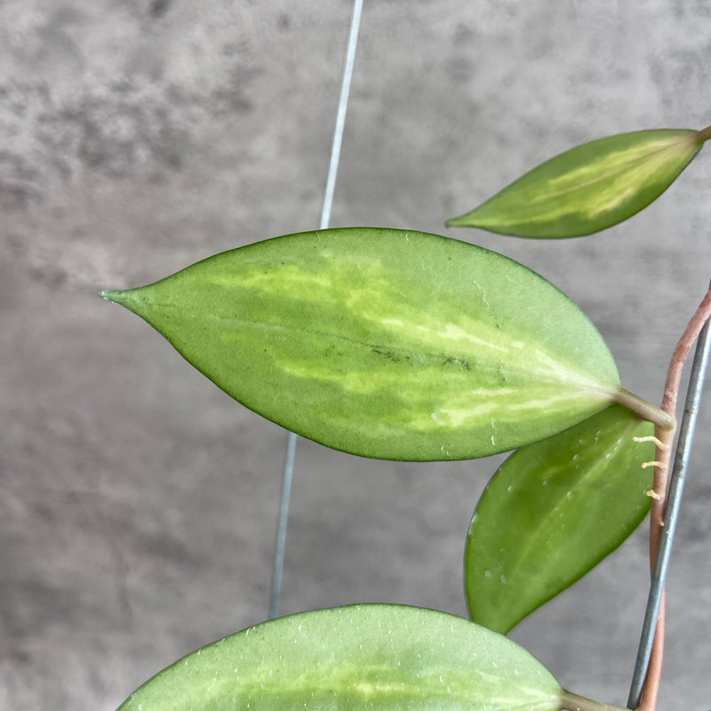 FS29-10 Hoya Verticillata Nganjuk (Inner Variegated)