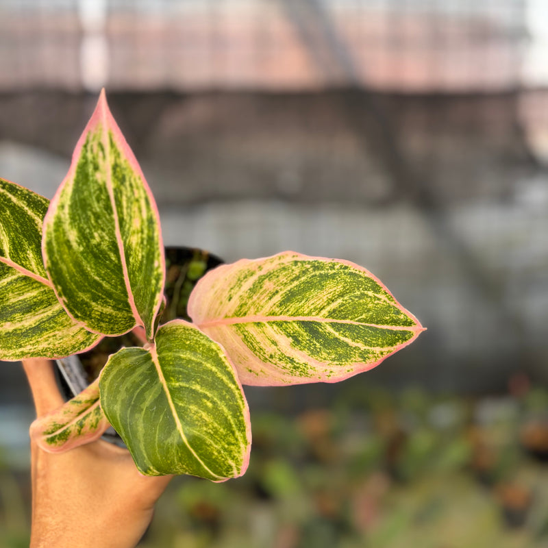 FS67-9 Aglaonema Dejavu