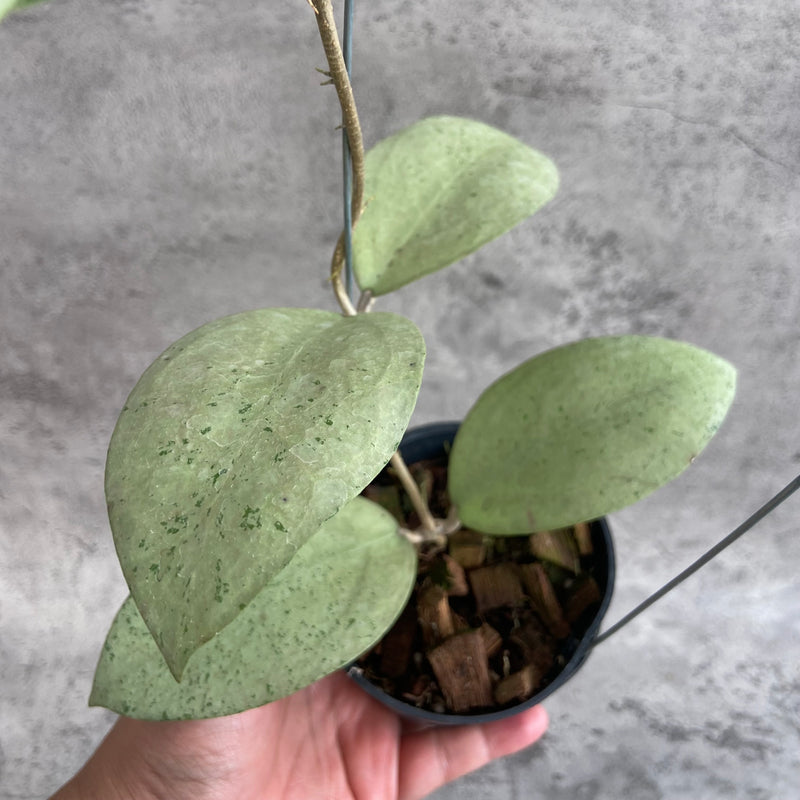 FS23-10 Hoya SP Trenggalek Silver (Menak Sopal)