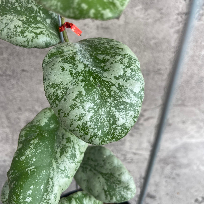 FS30-10 Hoya Waymaniae Cloudy Sky
