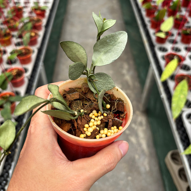 Hoya Lacunosa Orange Skin