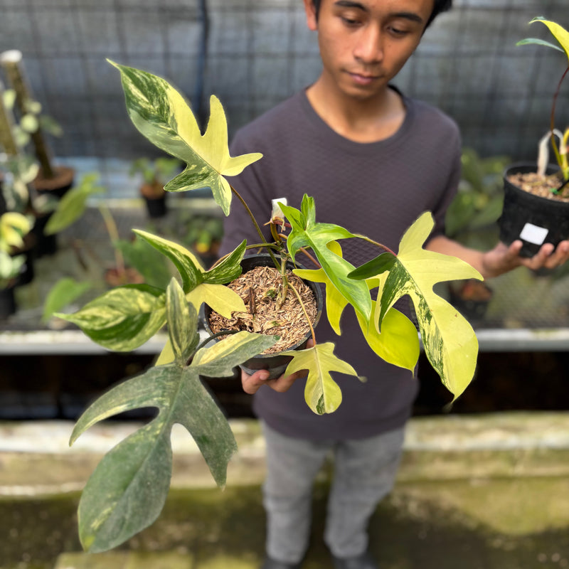 FS46-9 Philodendron Florida Beauty Mature Size (2 pcs)