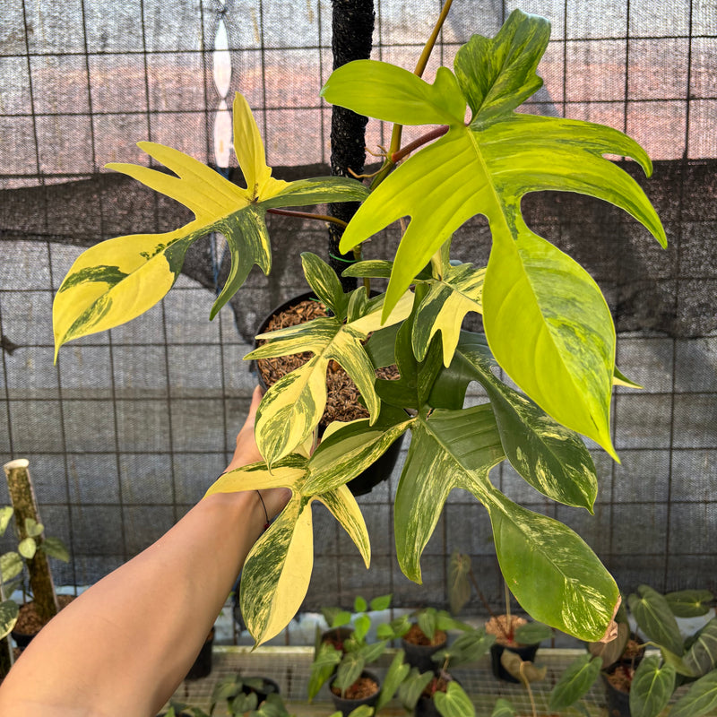 FS72-9 Philodendron Florida Beauty Mature Size