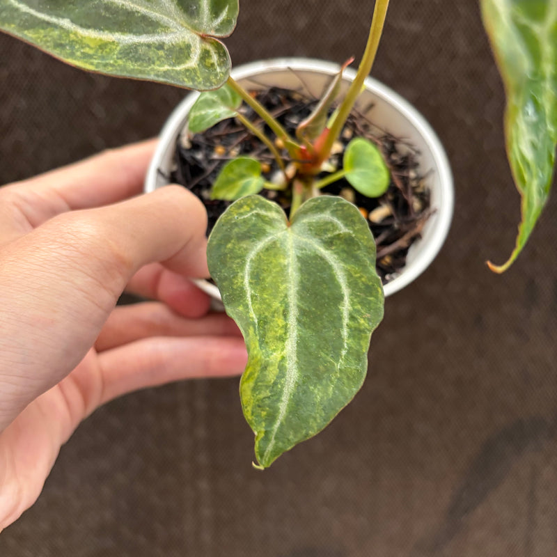 FS76-10 Anthurium BVIT x Michelle Variegated