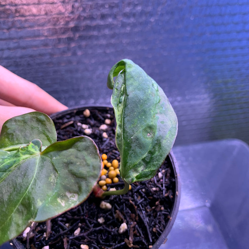 FS67-8 Anthurium Papilillaminum Mutation