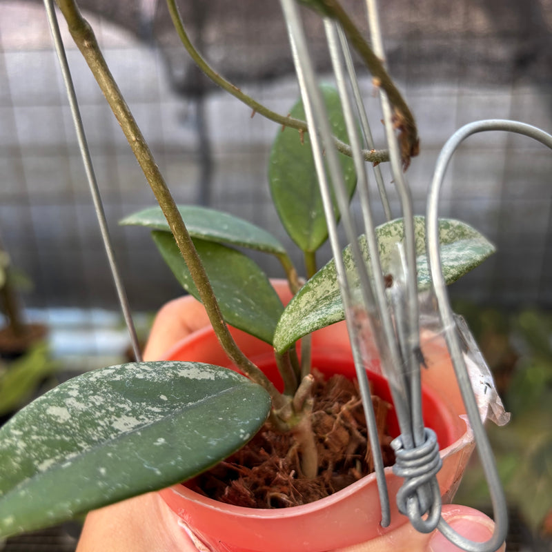 FS59-9 Hoya Carnosa Star Dust