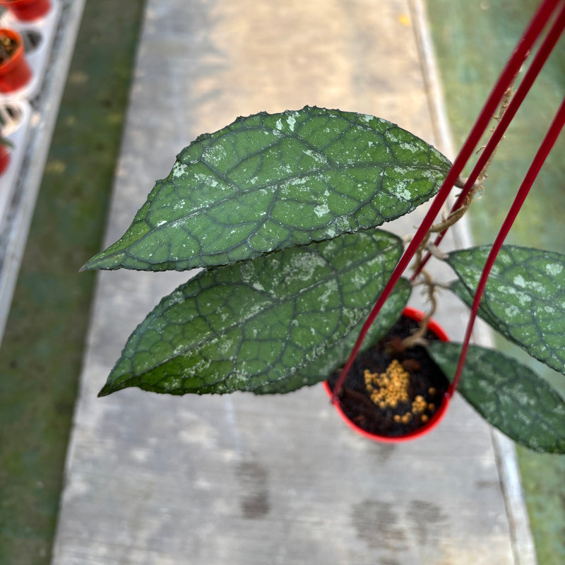 Hoya Clemensiorum Kemiri Gatot Kaca