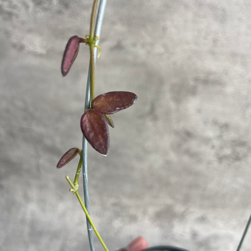 FS1-10 Hoya Dischidia SP Kalbar Red