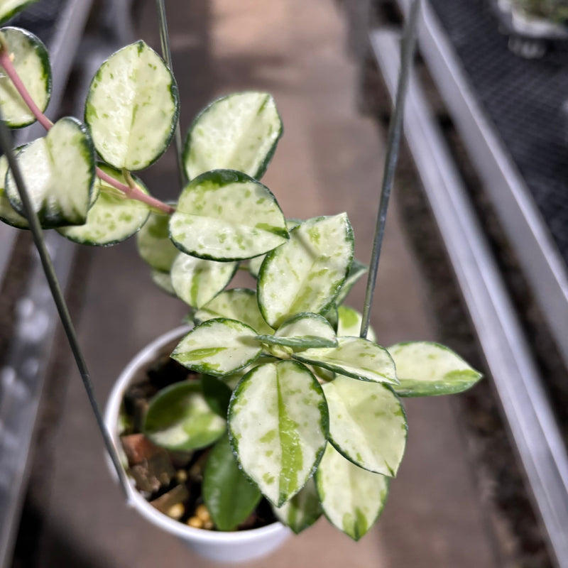 Hoya Mathilde Inner Variegated