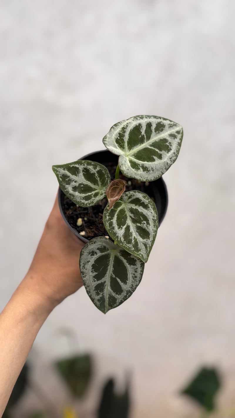 Anthurium Diamond Shield