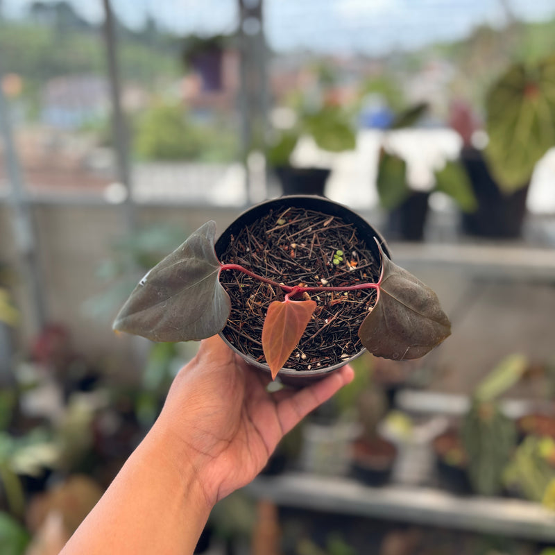 Anthurium Portillae x Dressleri