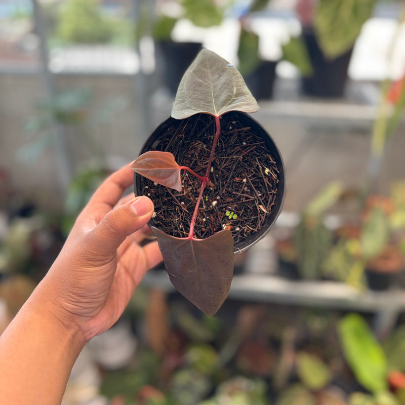 Anthurium Portillae x Dressleri