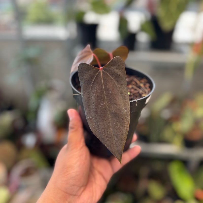 Anthurium Portillae x Dressleri