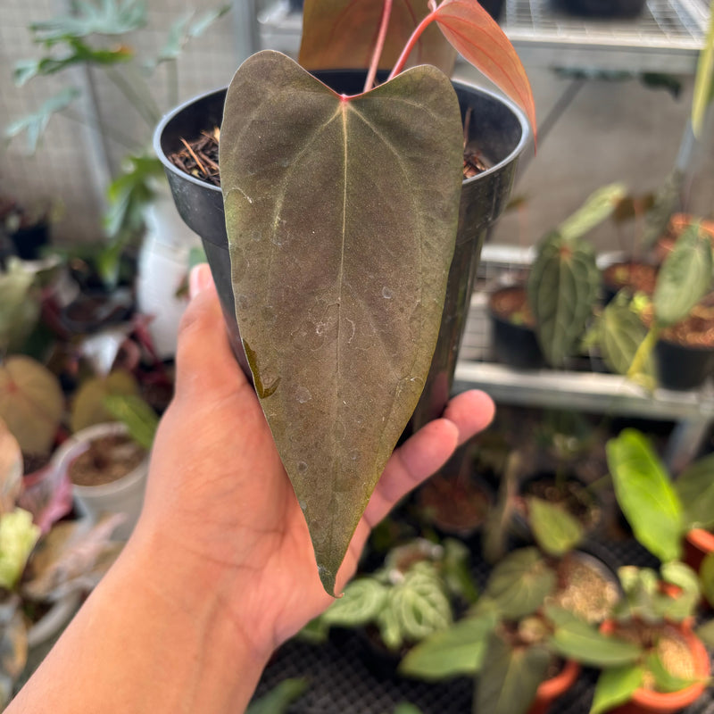 Anthurium Portillae x Dressleri