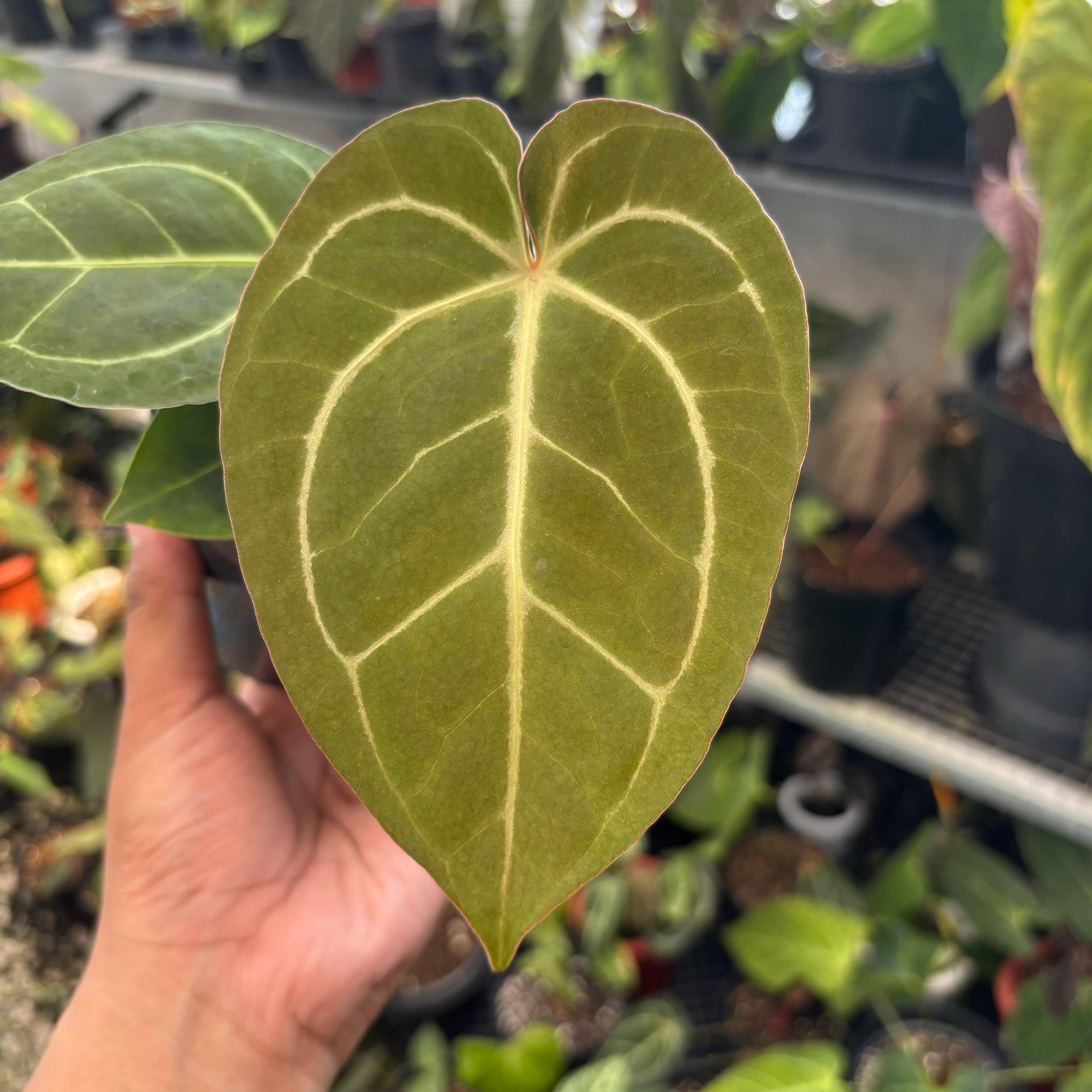 その他観葉植物 NPG: Anthurium papillaminum x Michelle Anthurium Papillilaminum x Michelle — Aroidasia