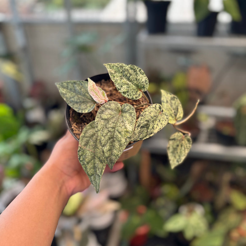 Piper Sylvaticum Variegated