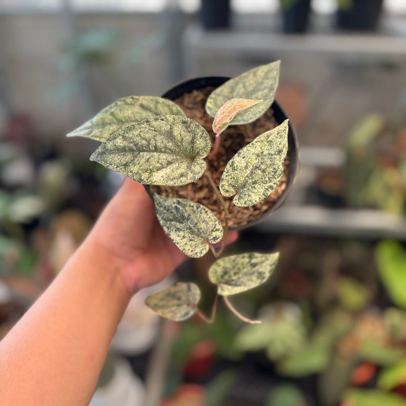 Piper Sylvaticum Variegated