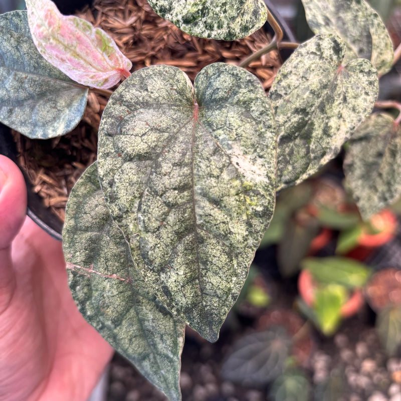 Piper Sylvaticum Variegated