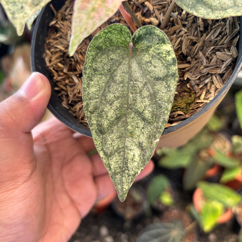 Piper Sylvaticum Variegated
