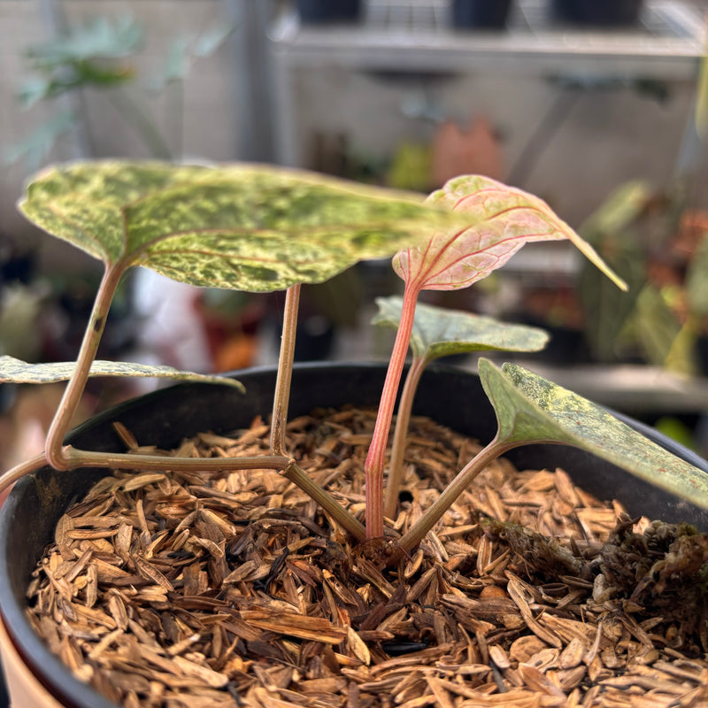 Piper Sylvaticum Variegated