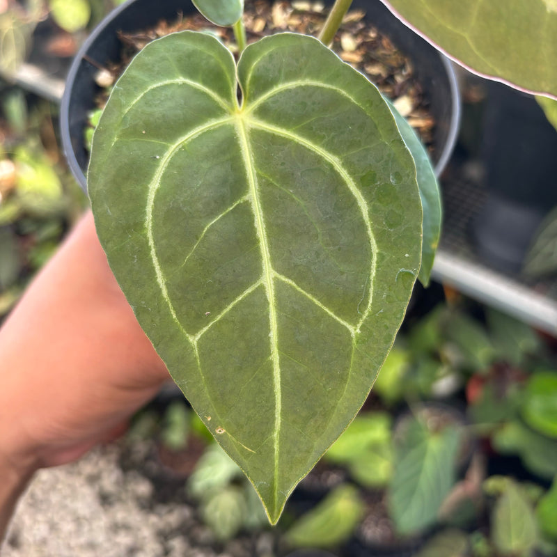 Anthurium Papillilaminum x Michelle