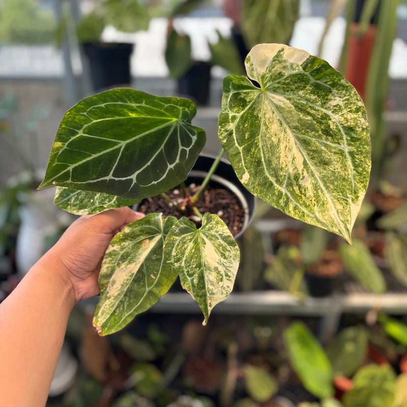 anthurium fossacesia Anthurium Forgetii Variegated x Heinz