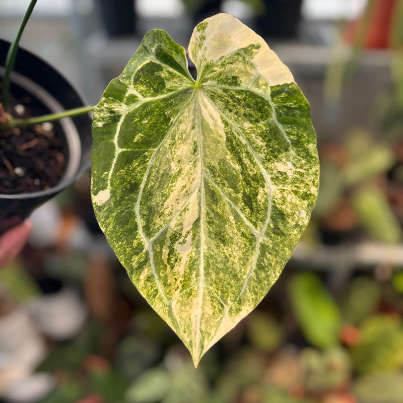 Anthurium Forgetii Variegated x Heinz