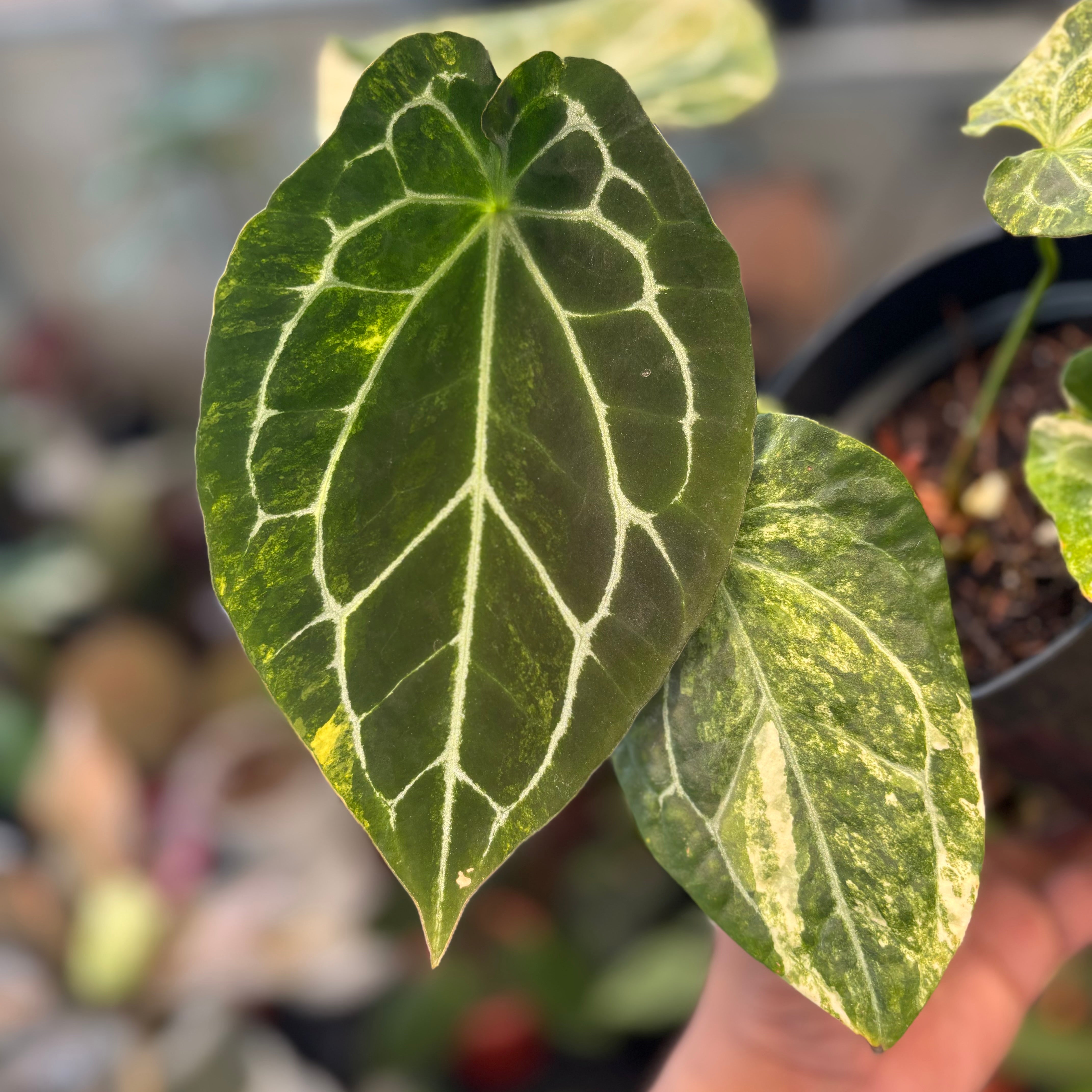 Anthurium Forgetii Variegated x Heinz — Aroidasia