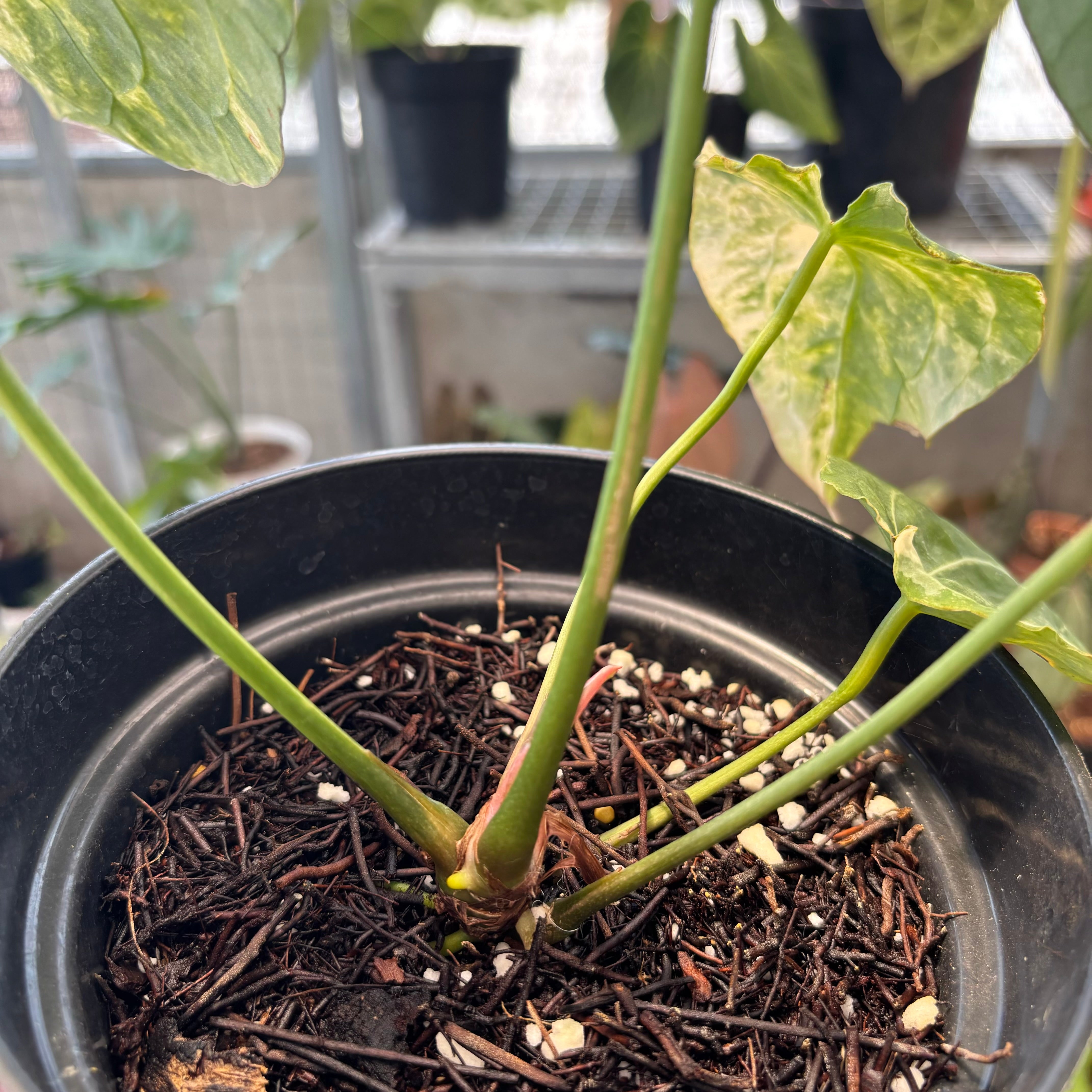 Anthurium Forgetii Variegated x Heinz — Aroidasia