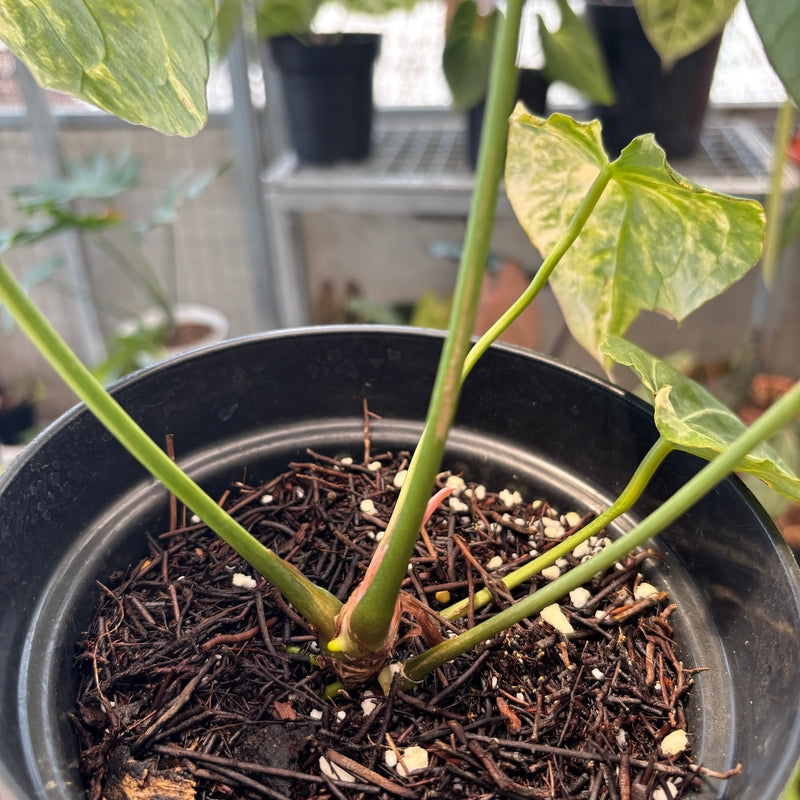 anthurium harrisii Anthurium Forgetii Variegated x Heinz — Aroidasia