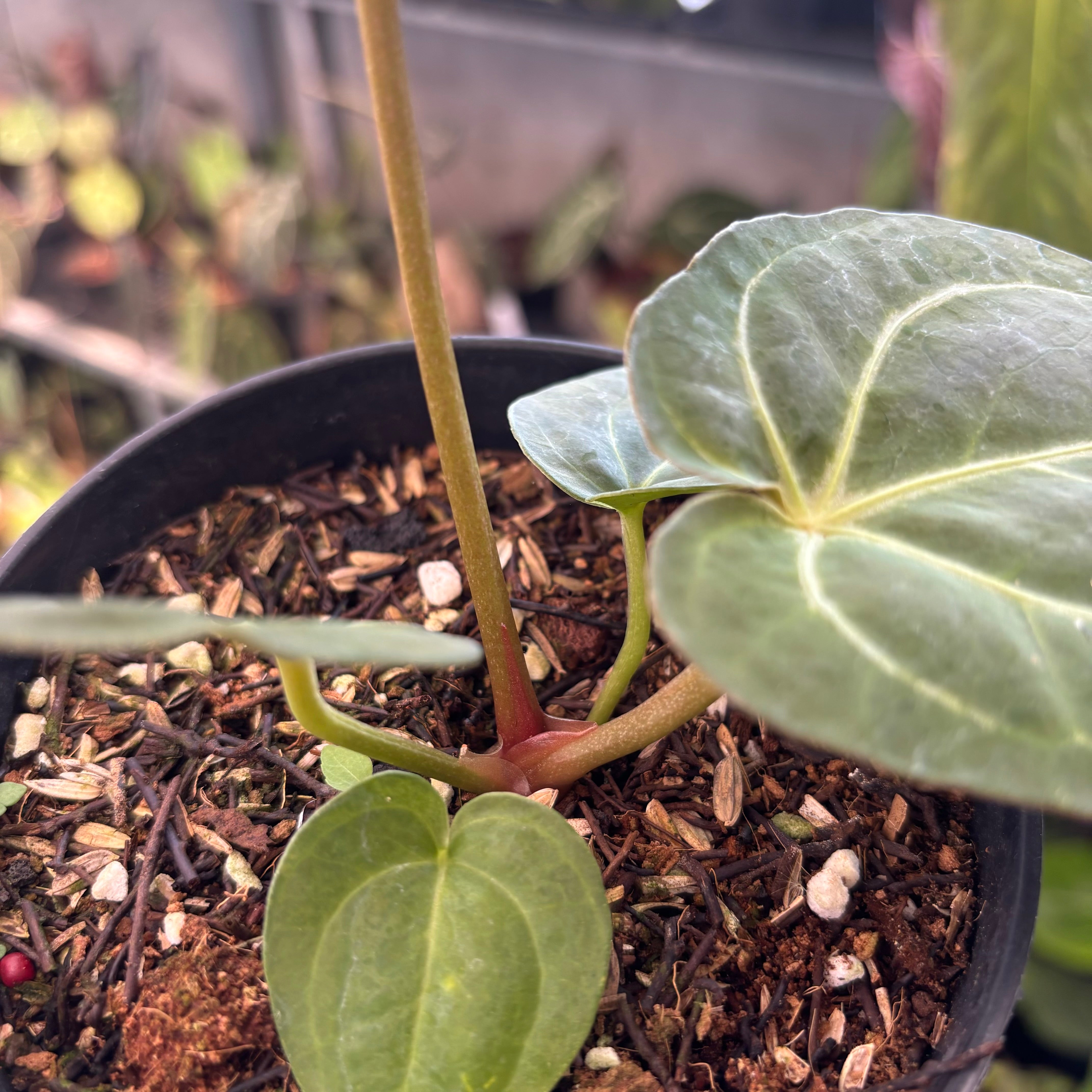 Anthurium Papillilaminum x Michelle — Aroidasia