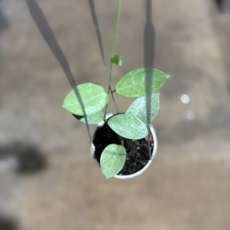 Hoya Moon Blush (AFF Vitellina x SP Sumbawa)