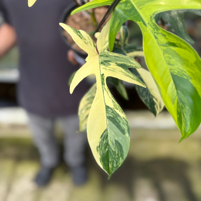 FS46-9 Philodendron Florida Beauty Mature Size (2 pcs)