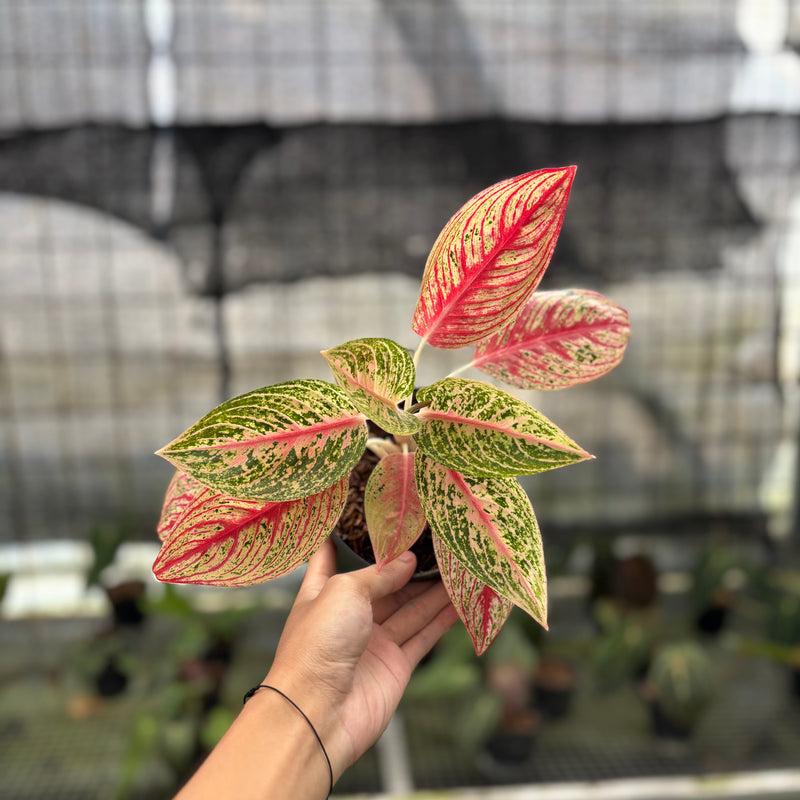 FS46-10	Aglaonema Red Legacy