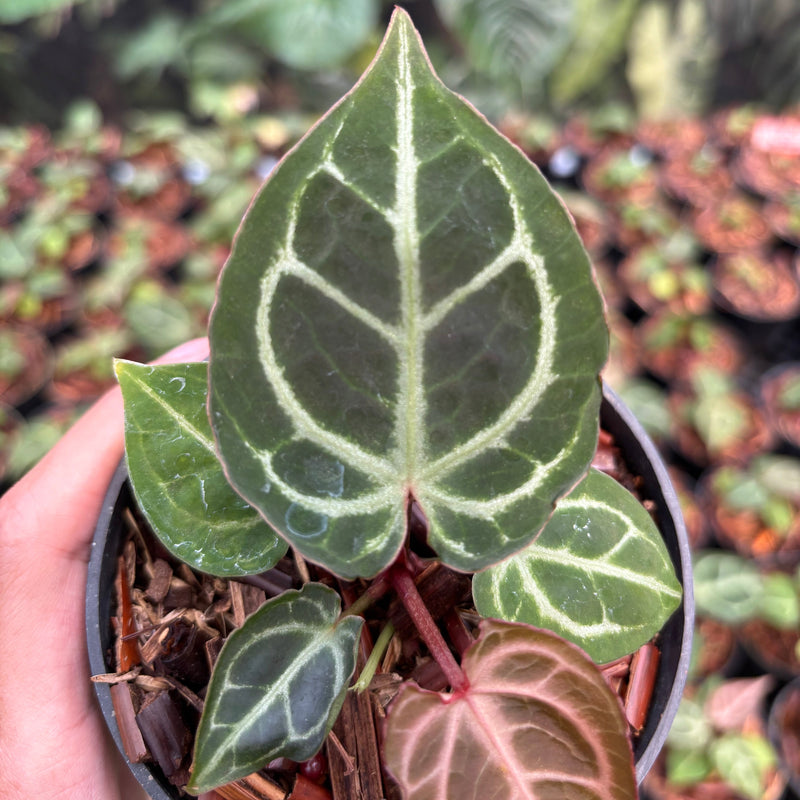 Anthurium Red Crystallinum (HU) 01 x Red Tiger