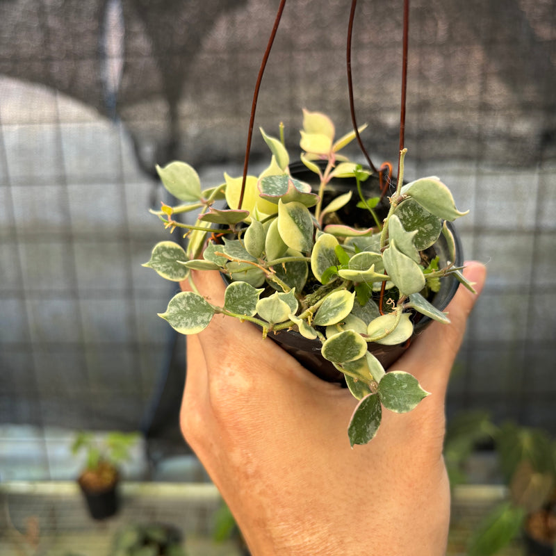 FS51-9 Hoya Curtisii Albomarginata "Tiara"
