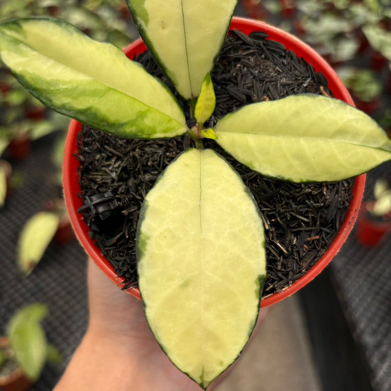 Hoya Crassipetiolata Variegated