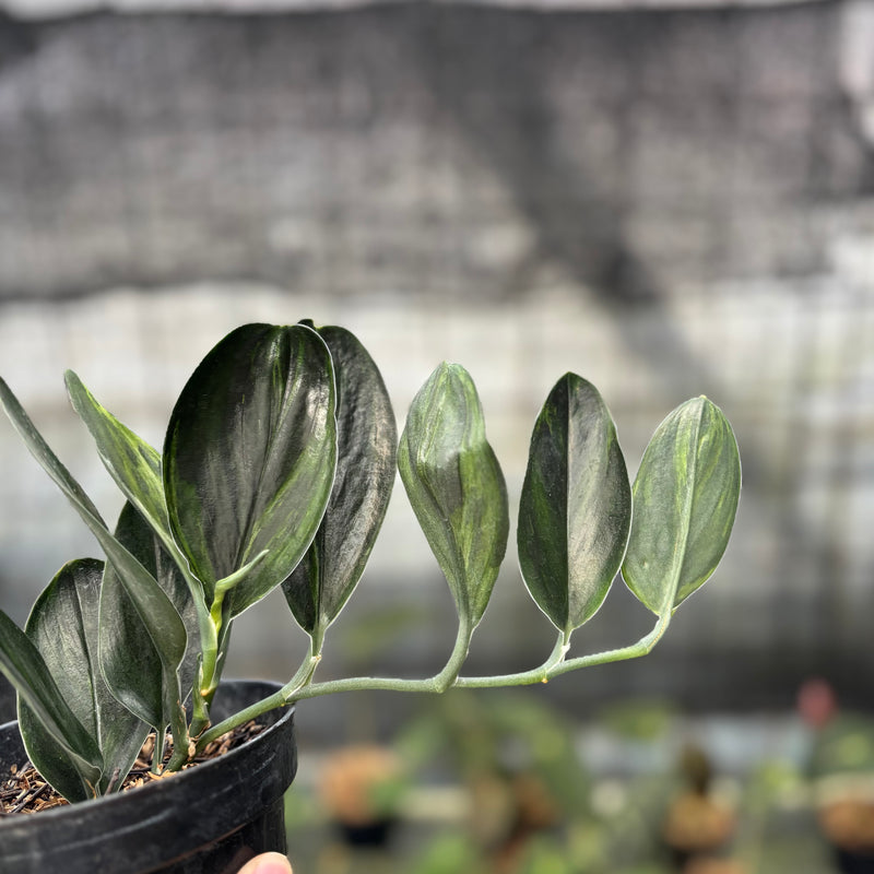 FS44-9 Scindapsus Treaubi Black Variegated