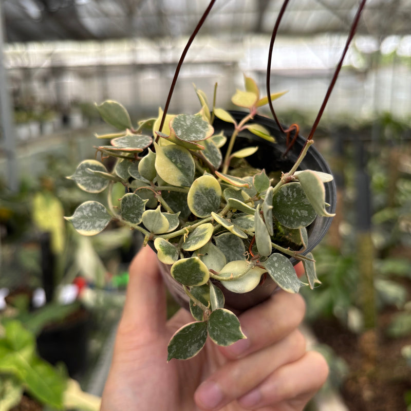 FS66-10	Hoya Curtisii Albomarginata "Tiara"