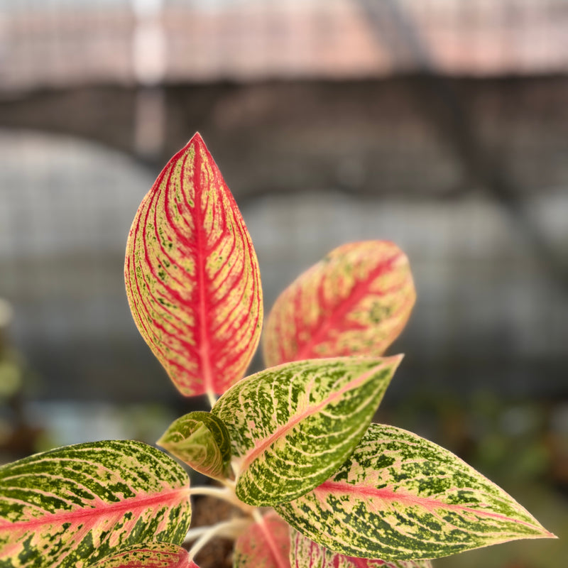 FS69-9 Aglaonema Red Legacy