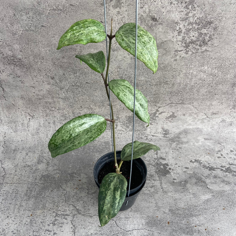FS12-10 Hoya Macrophylla High Splash