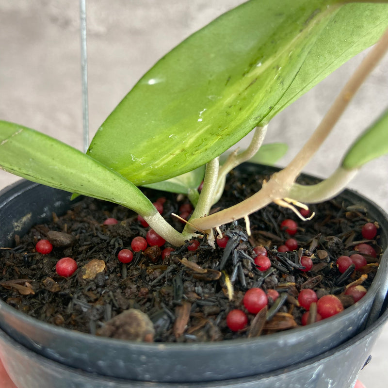 FS29-10 Hoya Verticillata Nganjuk (Inner Variegated)