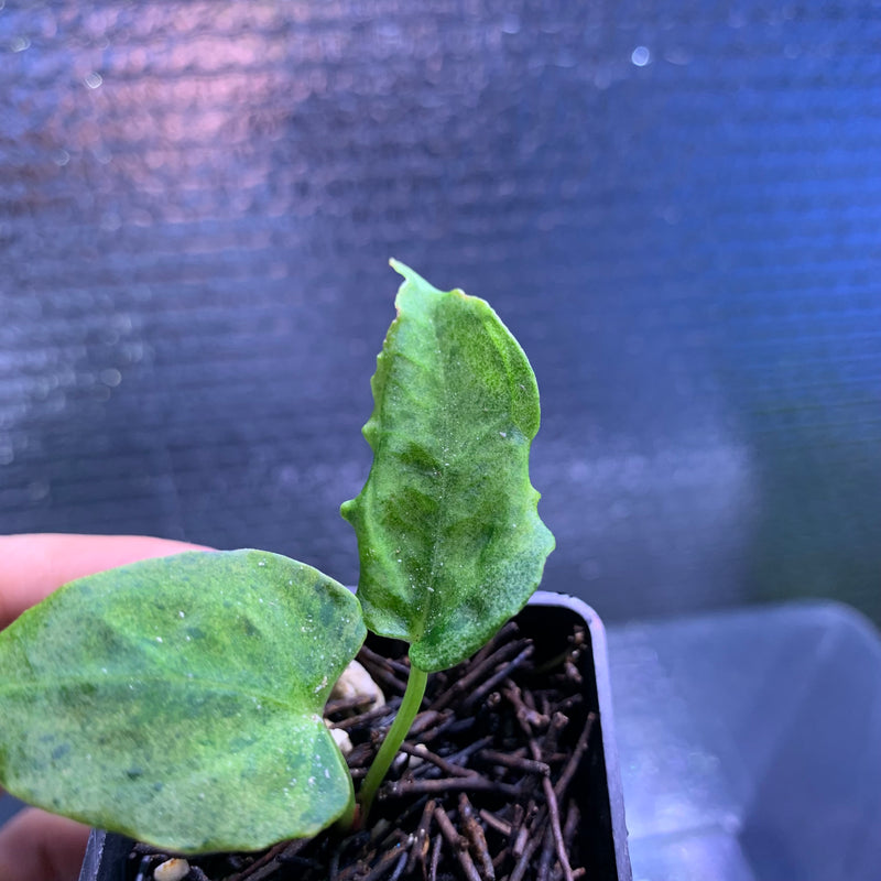 FS66-8 Anthurium Red Hawk x Blue Papilillaminum Mint