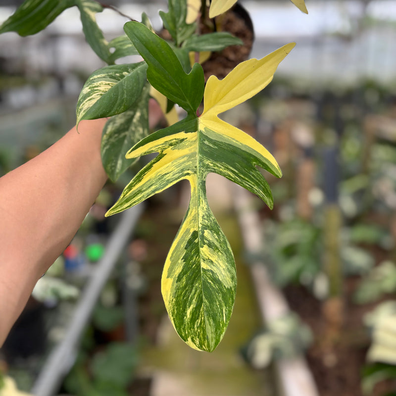FS59-10	Philodendron Florida Beauty Mature Size