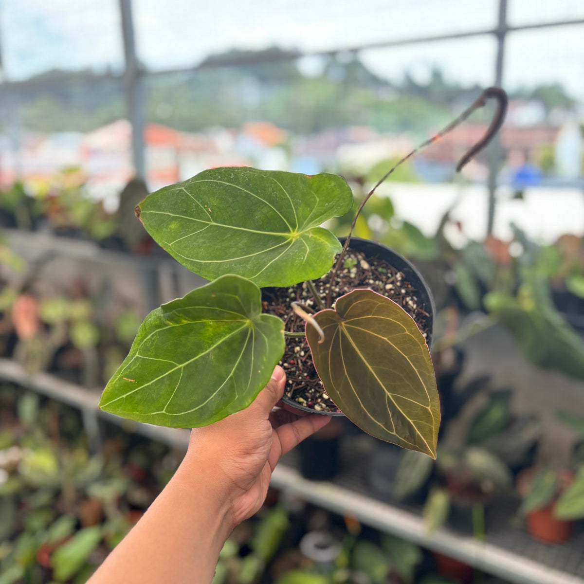 Anthurium Forgetii Hybrid — Aroidasia